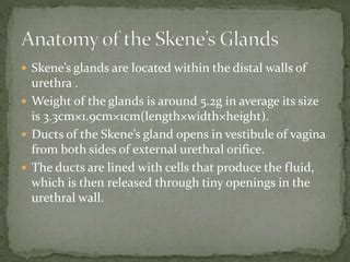 Skene Glands: Location, Function, and Related Conditions